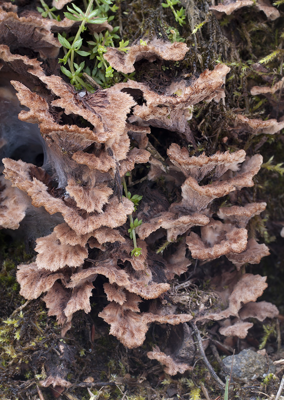 Thelephora terrestris